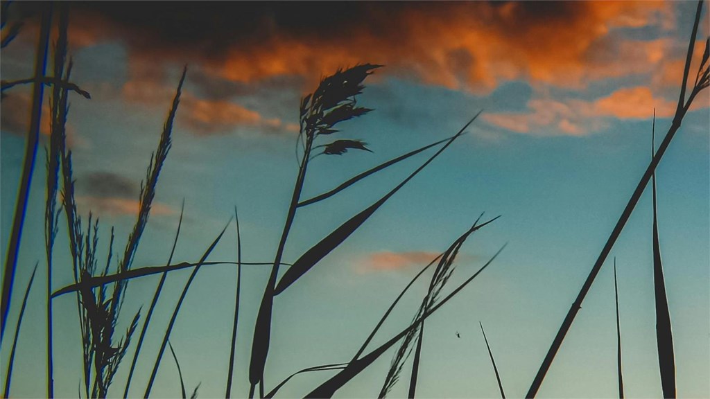 Foto 4 Audi A5 en Vilagarcía de Arousa